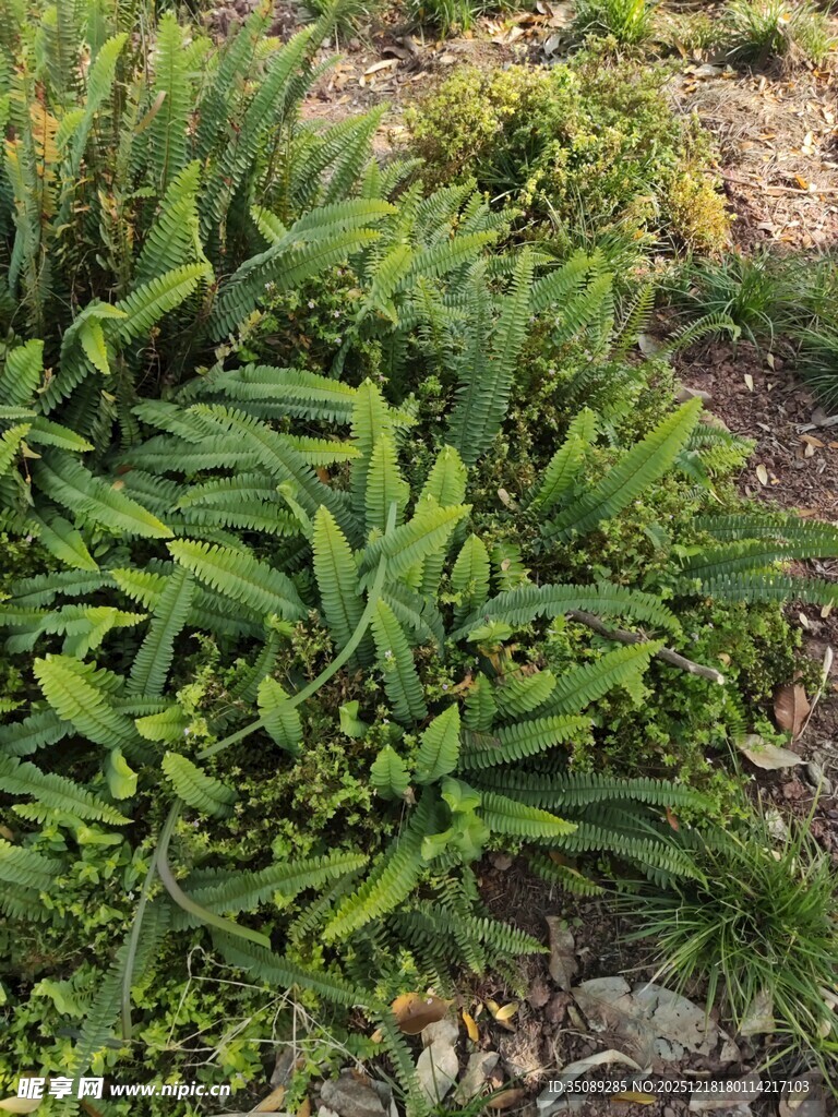 绿叶丛生的植物景观