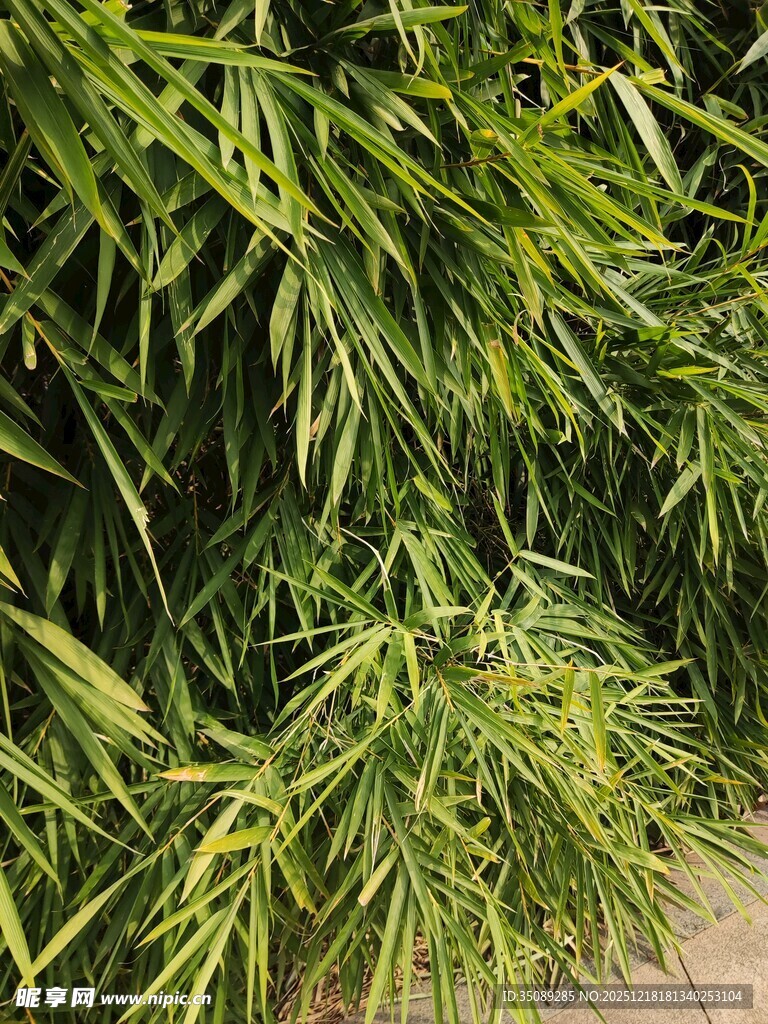 翠绿修长竹叶特写