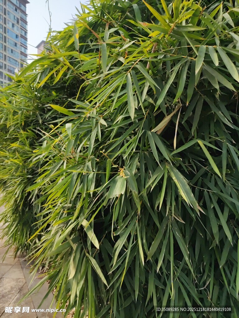翠绿竹林景观