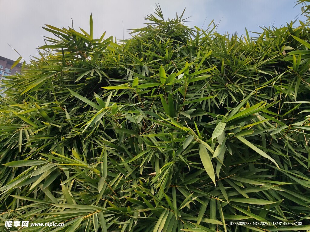 茂盛的绿色植物景观