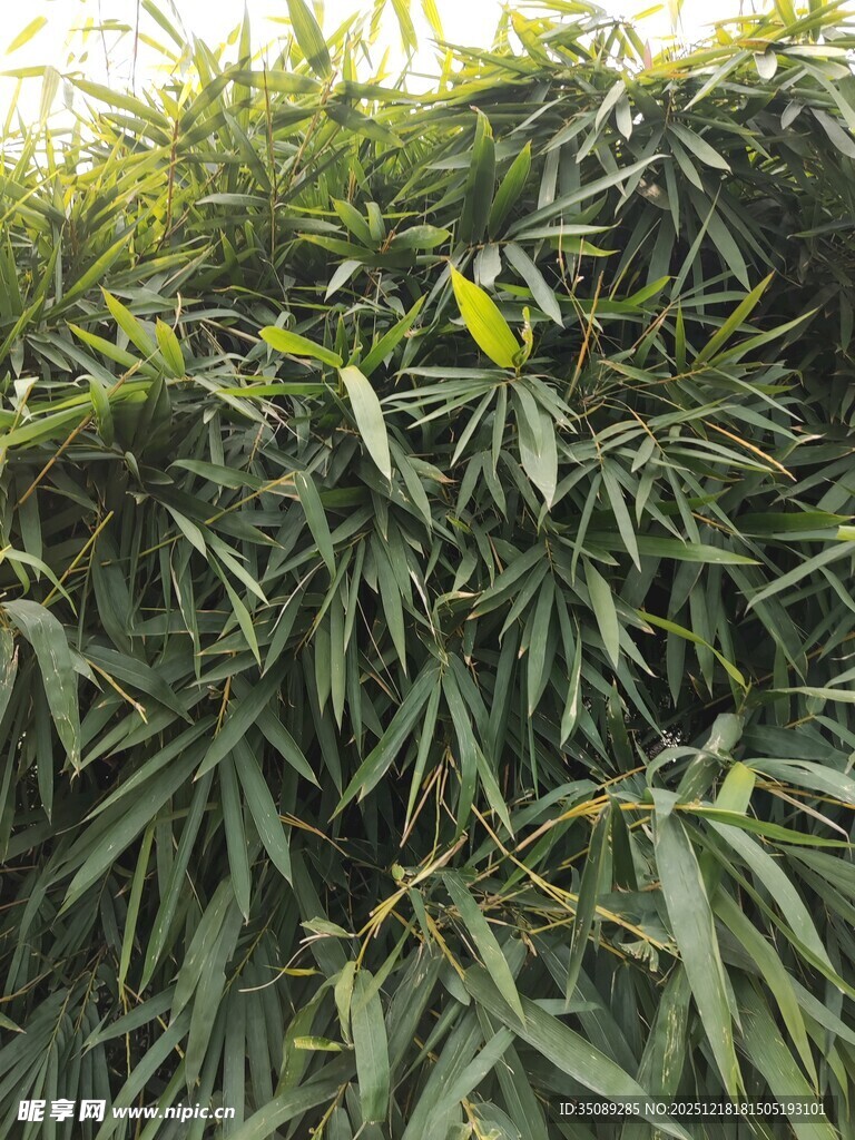茂密竹林绿意盎然