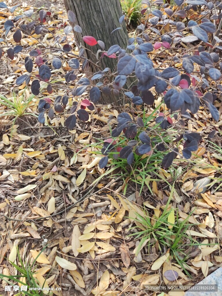 树下成熟的紫黑色果实