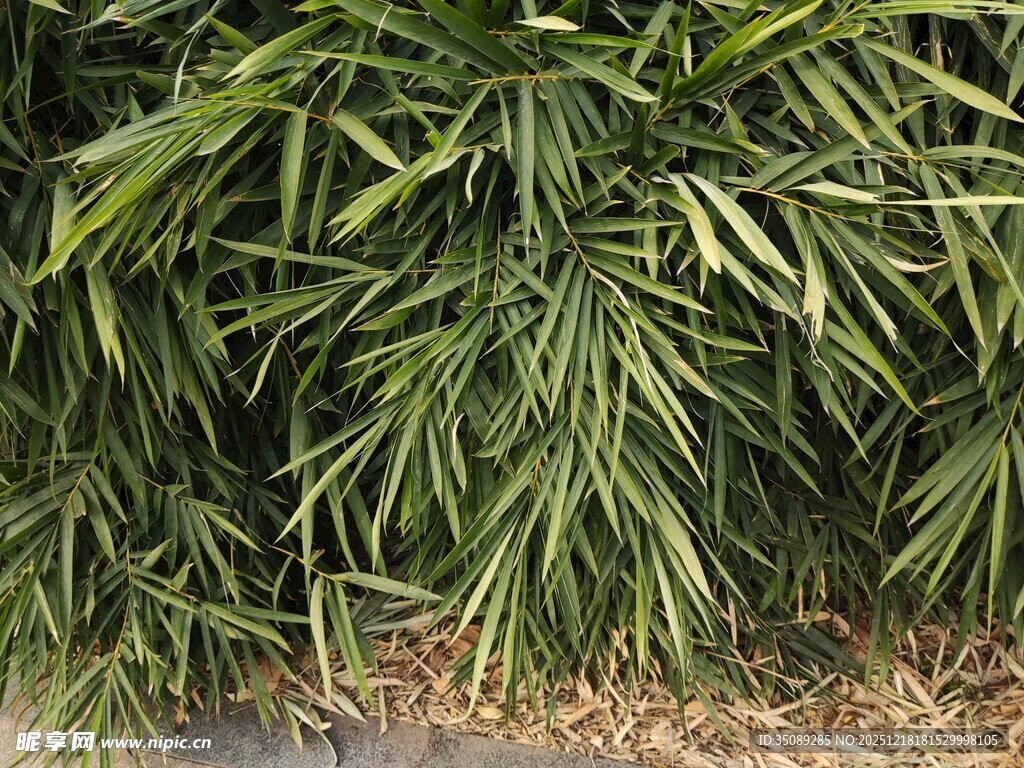 翠绿散尾葵植物景观