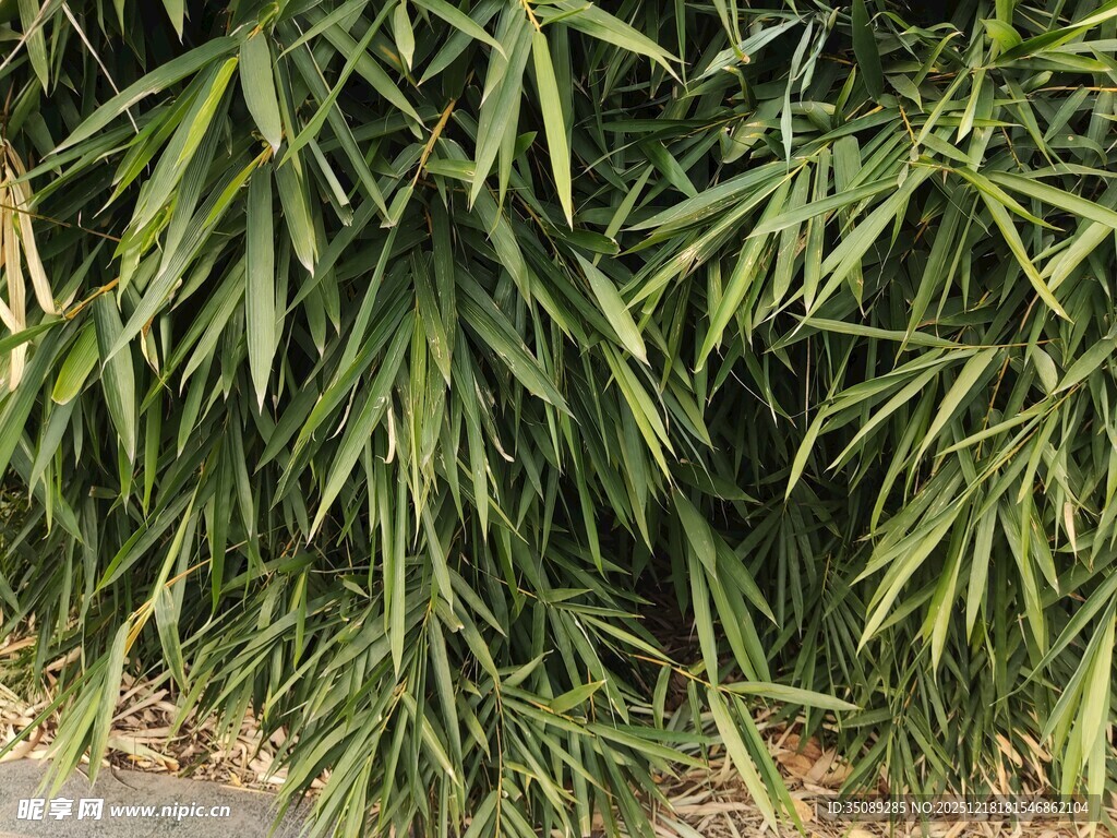 翠绿竹叶尽显自然生机