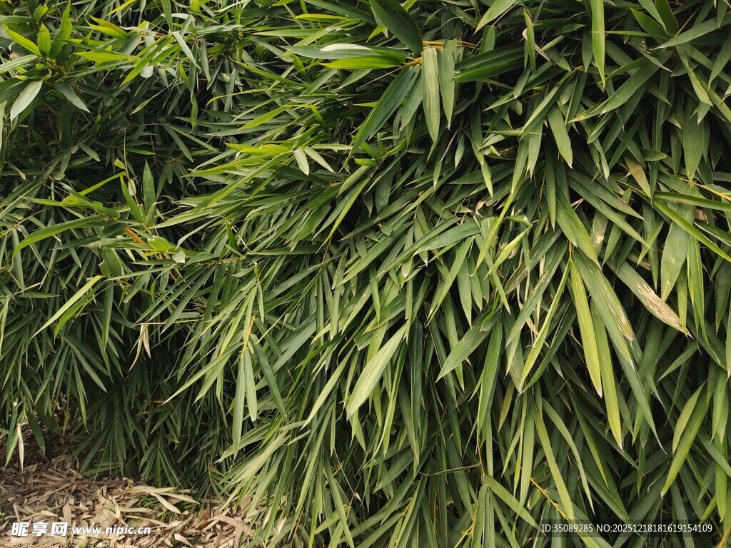 翠绿竹林尽显自然生机