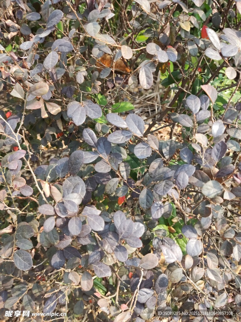 地面散落的枯叶与花瓣