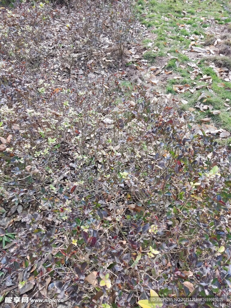 地面落叶与绿草景象