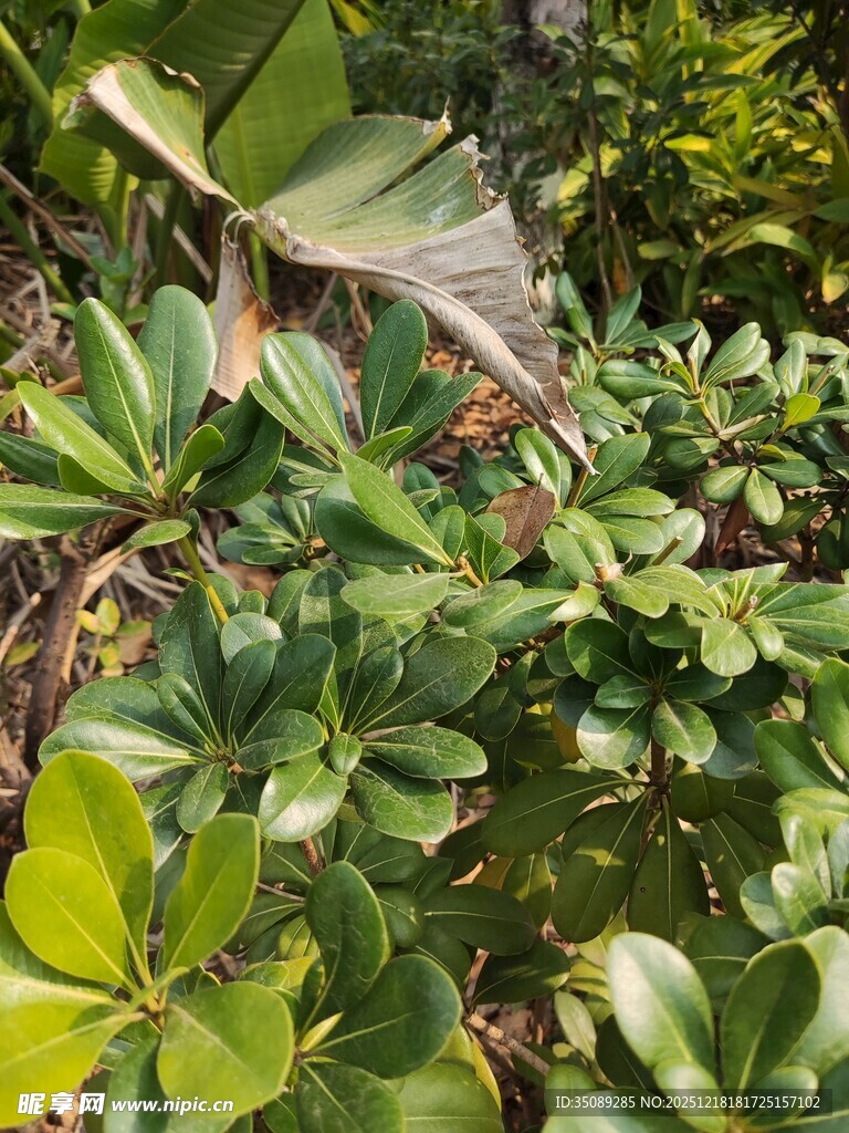 繁茂绿植展现自然生机