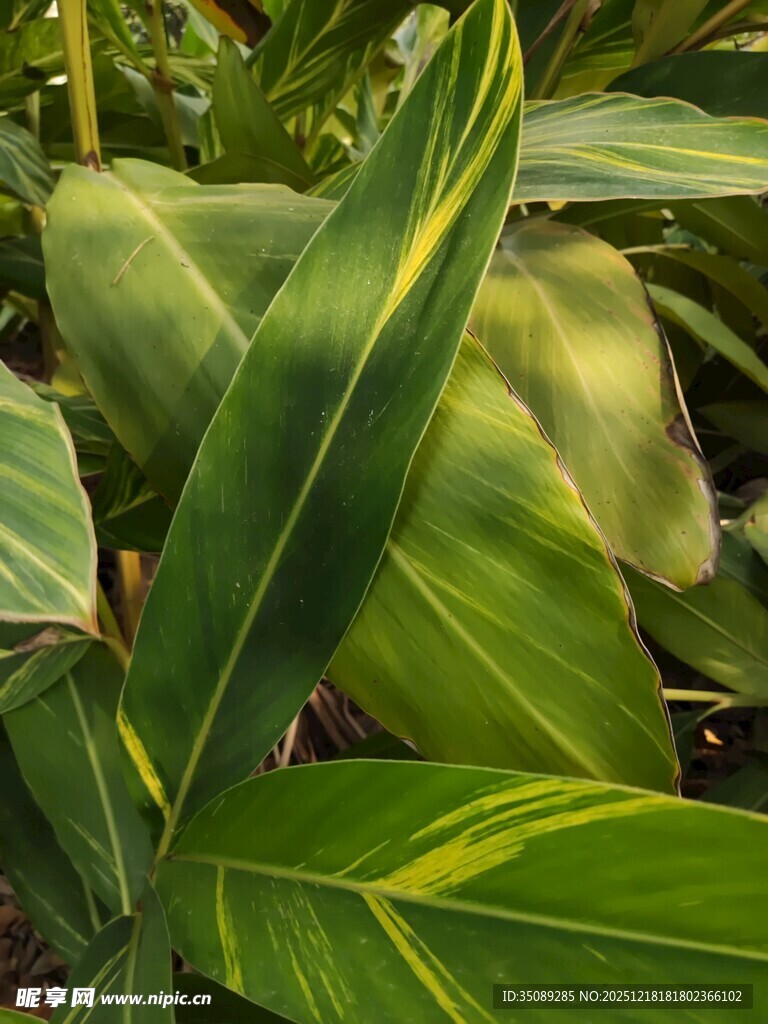 翠绿斑斓的热带植物叶片