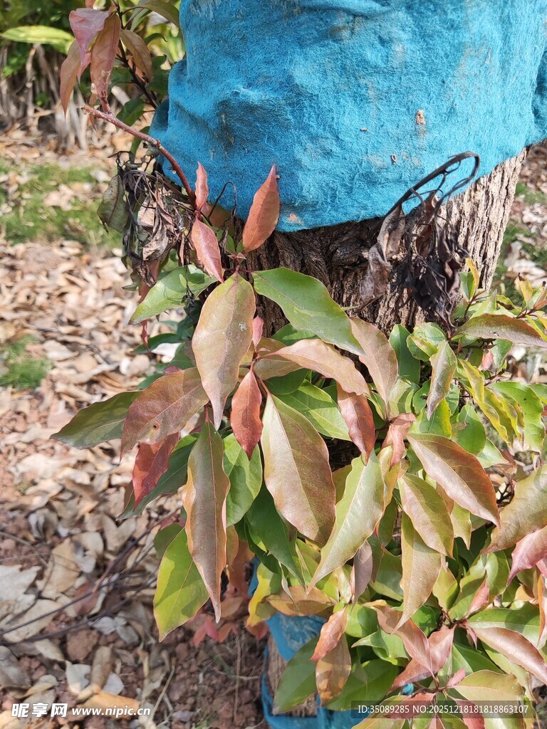 树上成熟的多彩果实