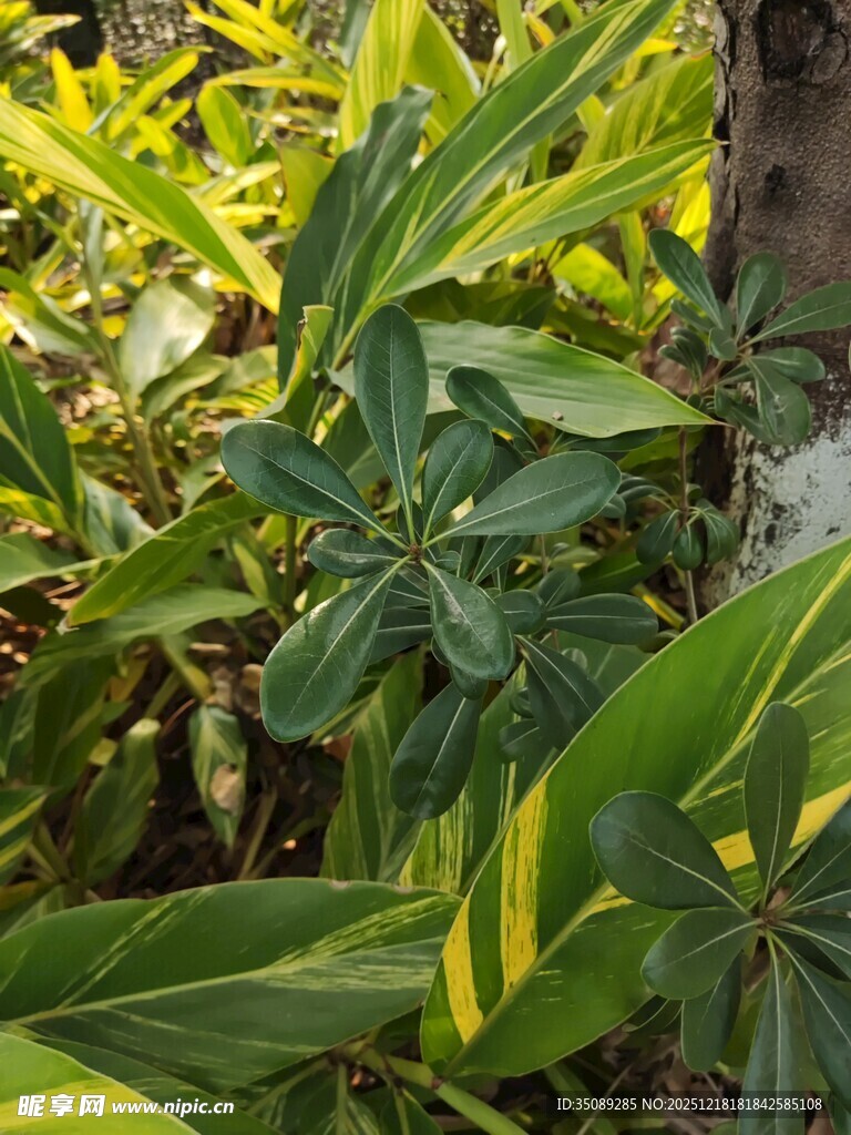 翠绿繁茂的热带植物景观