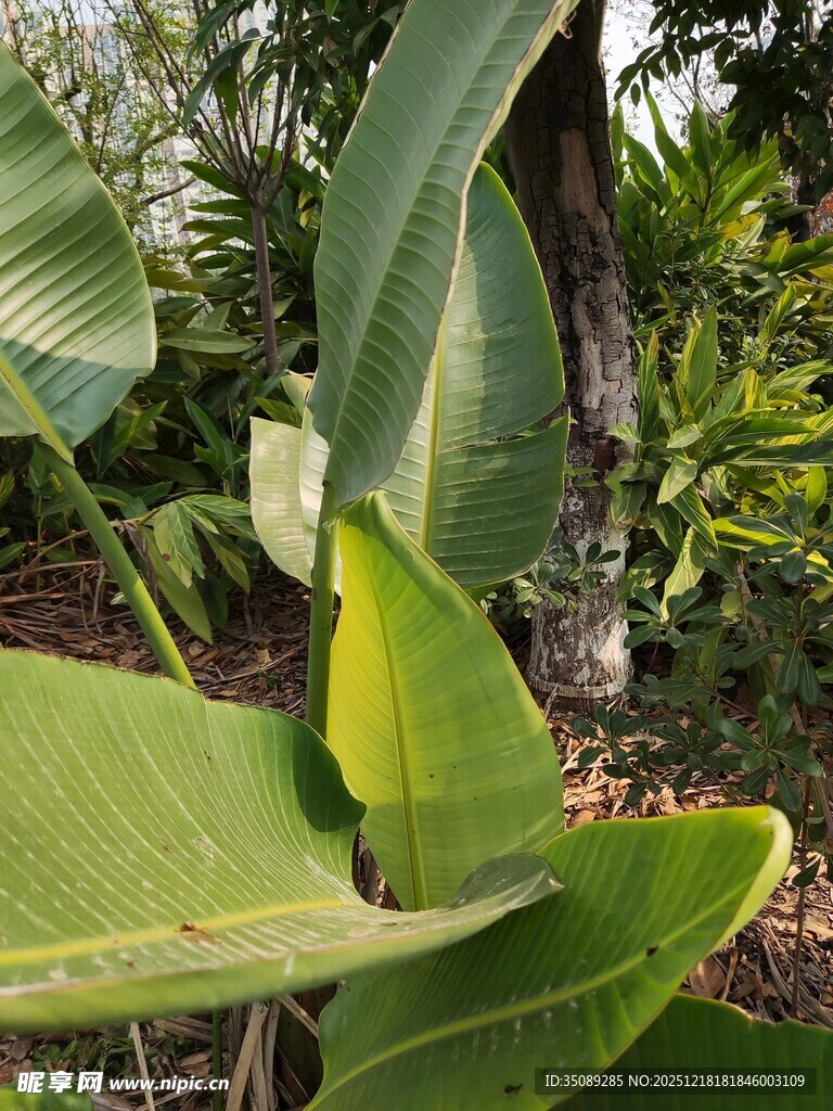 翠绿芭蕉叶自然清新景致