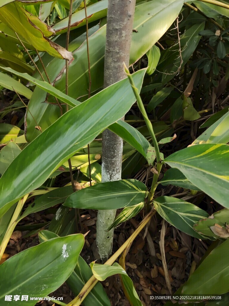 绿叶繁茂的植物特写
