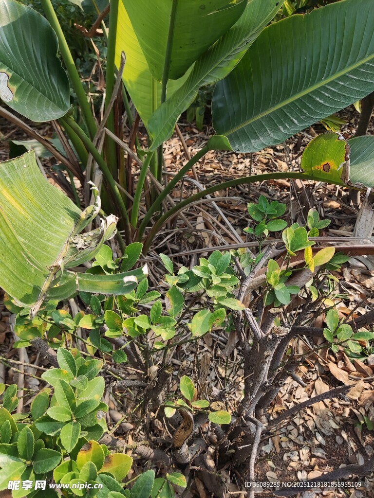 地面绿植与杂乱枝干景象