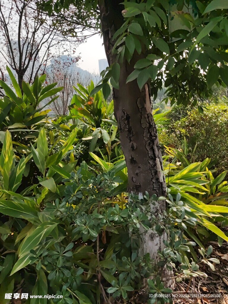 林间繁茂绿植景观