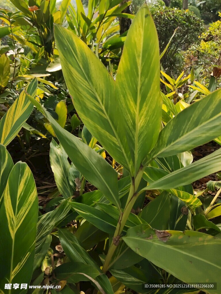 翠绿繁茂的植物叶片