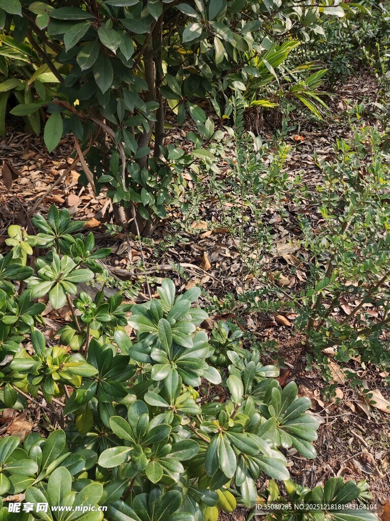 繁茂绿植展现自然生机