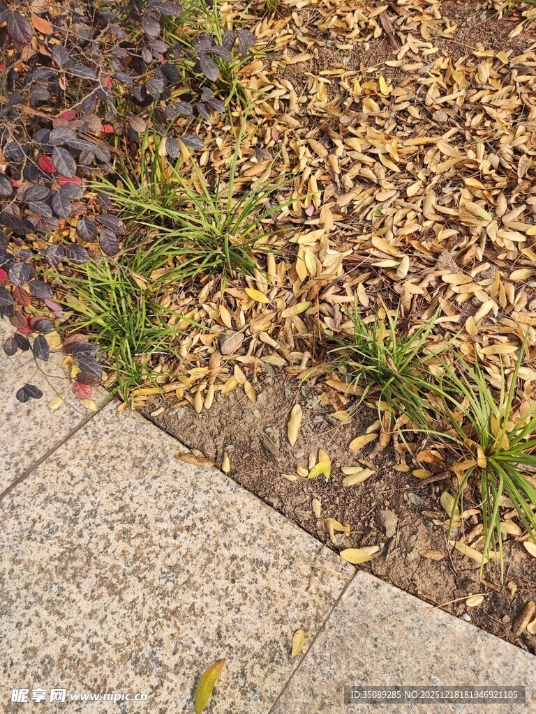 路边草地与落叶景观