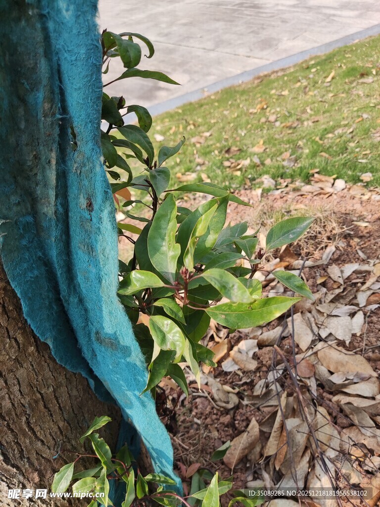 蓝色布下的绿植与枯叶