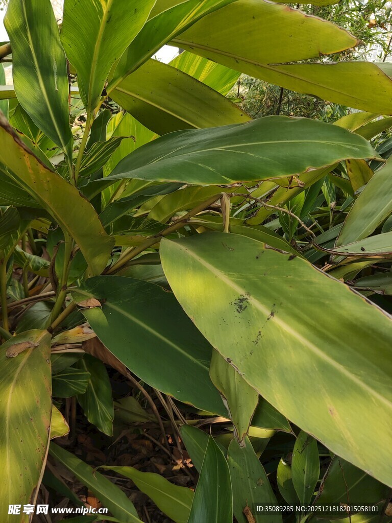 翠绿植物叶片特写