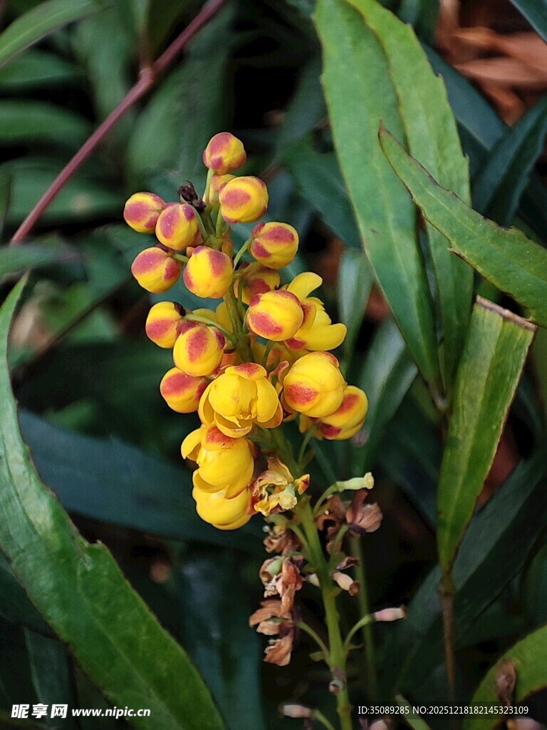 艳丽黄色花朵植物特写