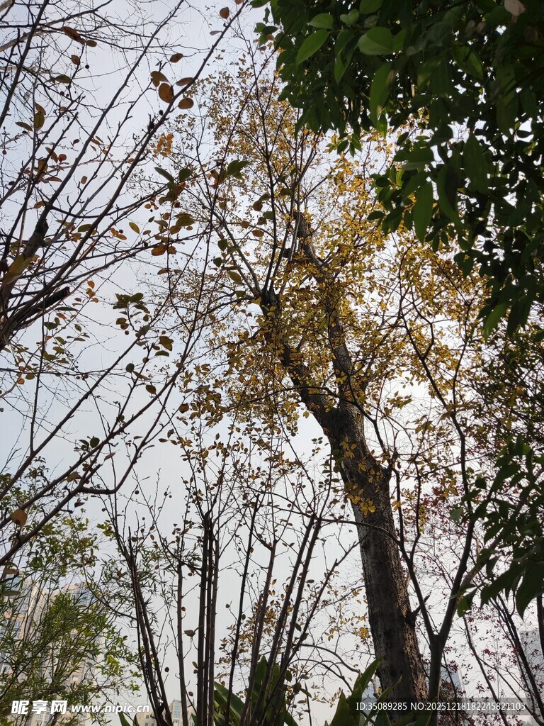 秋日树林树梢景致