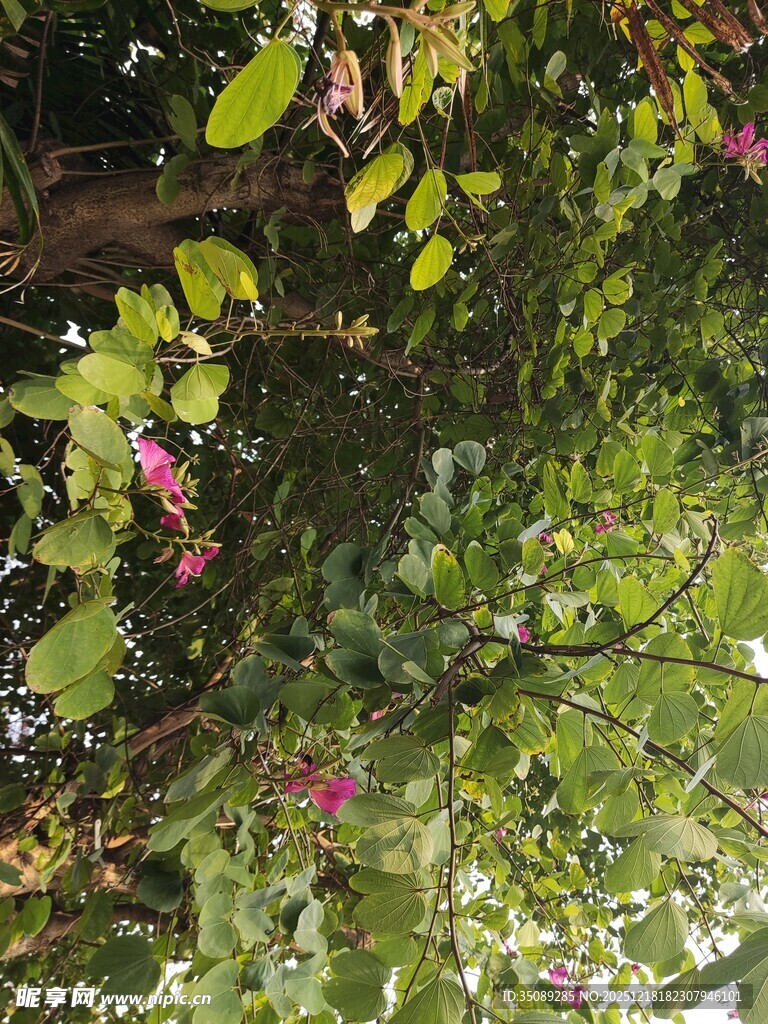 绿叶间绽放的娇艳花朵