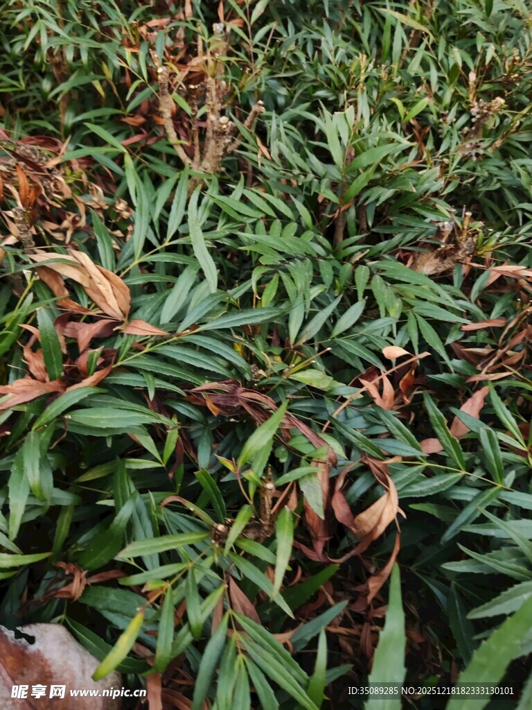 绿叶间的斑斓植物