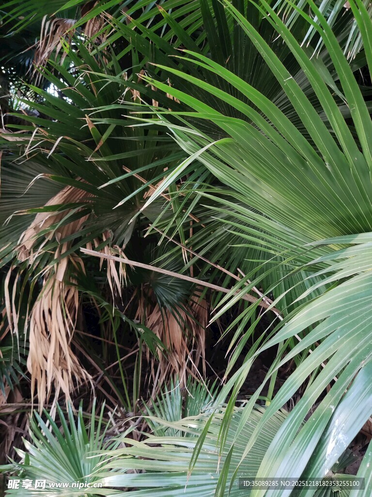 热带繁茂绿植景观