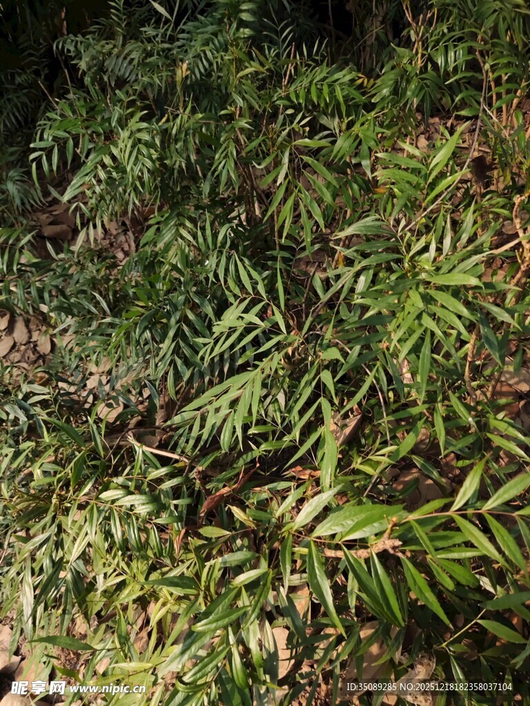 茂密绿植展现自然生机