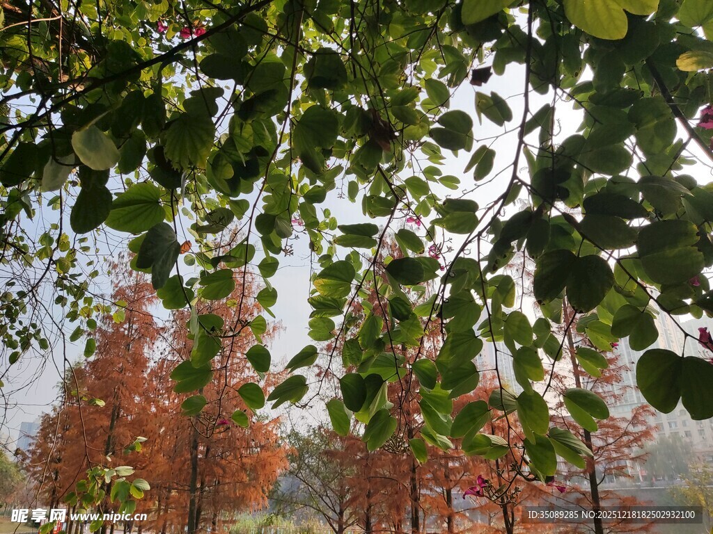 秋日林间枝叶与红树景致