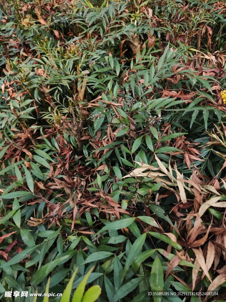 多彩叶片植物景观