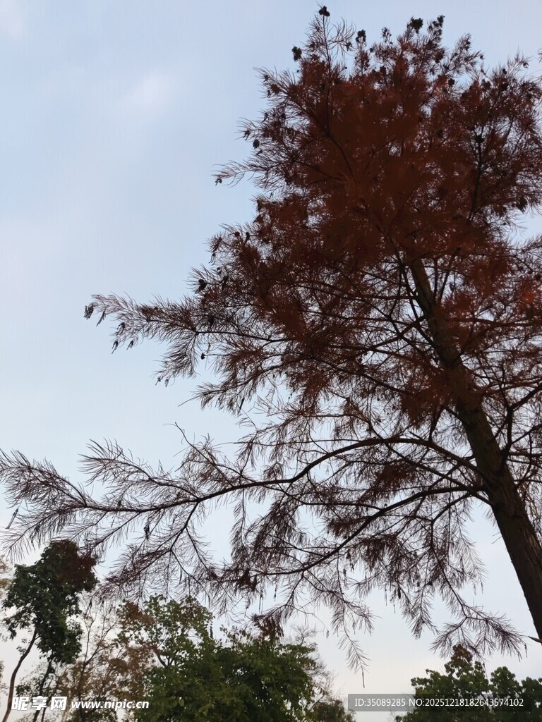 夕阳下的红冠树木