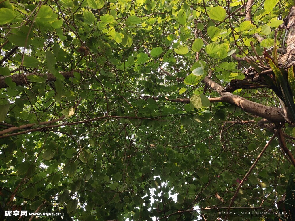 繁茂绿树展现自然生机