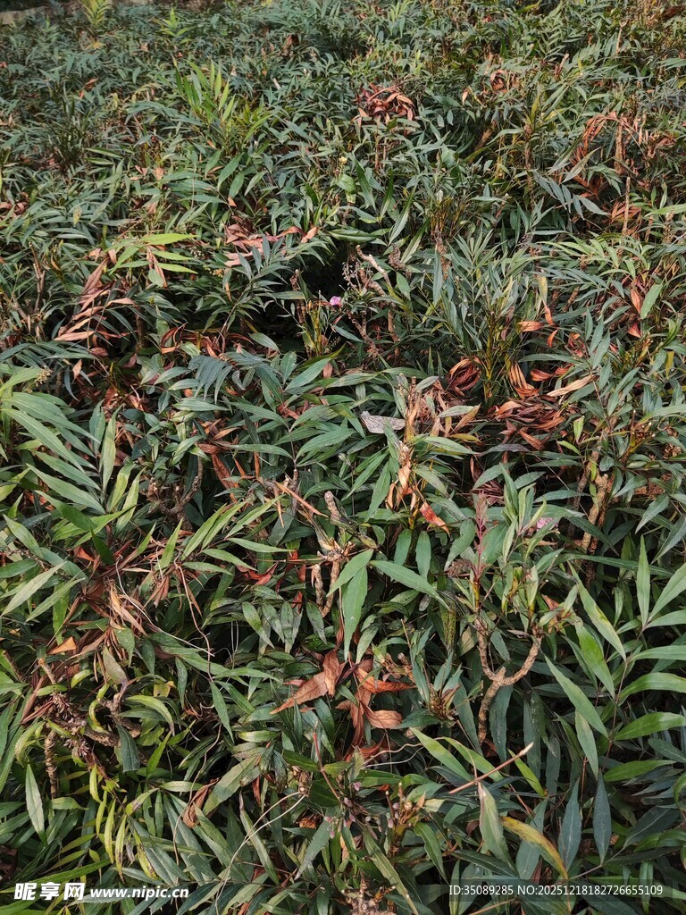 多肉植物群生景观