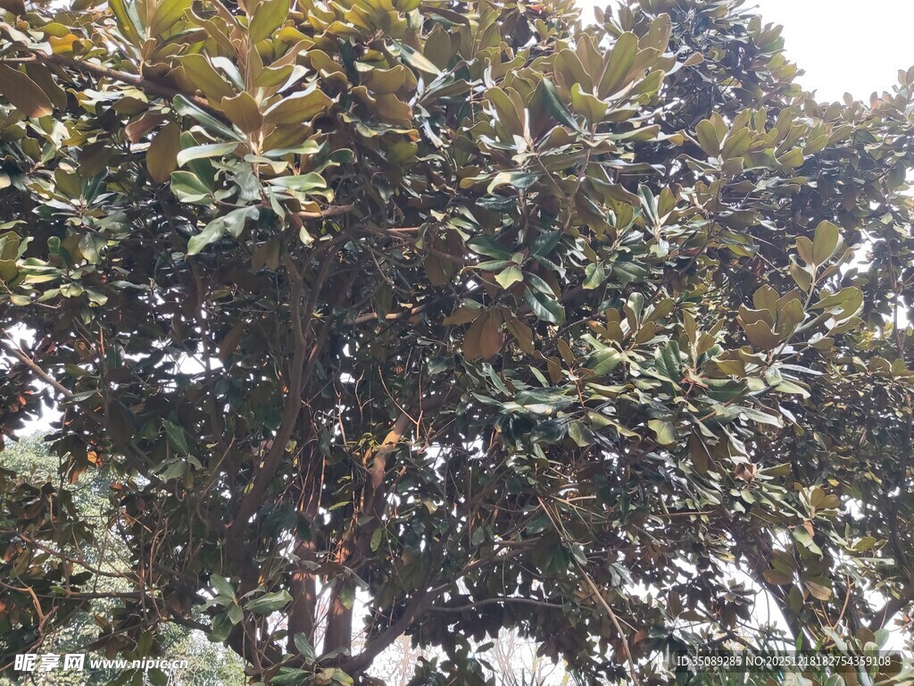 茂盛的广玉兰树