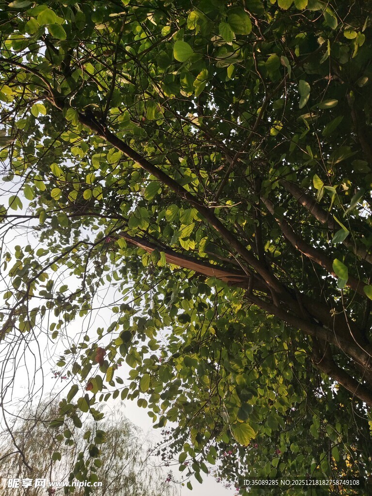 仰视繁茂绿树树冠