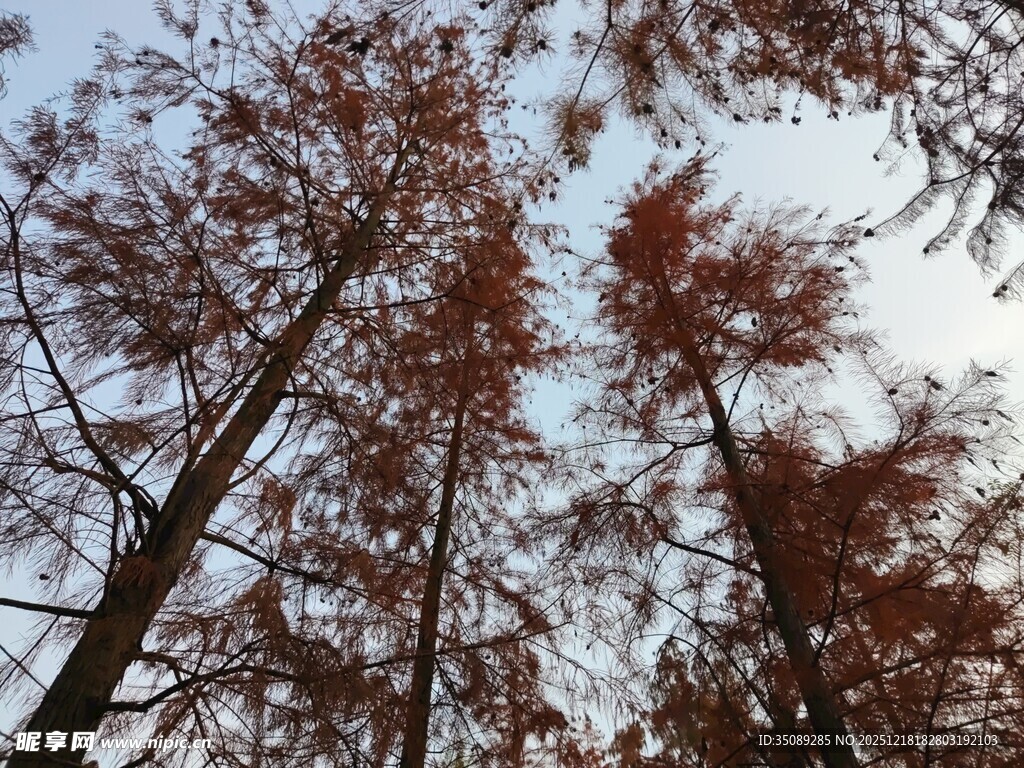 仰视红叶树木景观