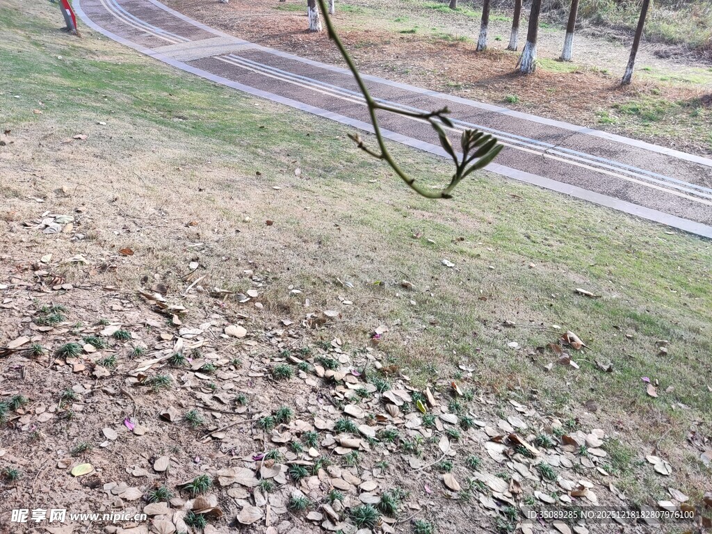 户外草地与蜿蜒小路场景