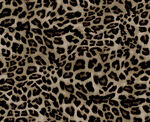 豹纹图案纹理