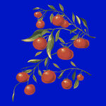 蓝底上的橘色果实与绿叶