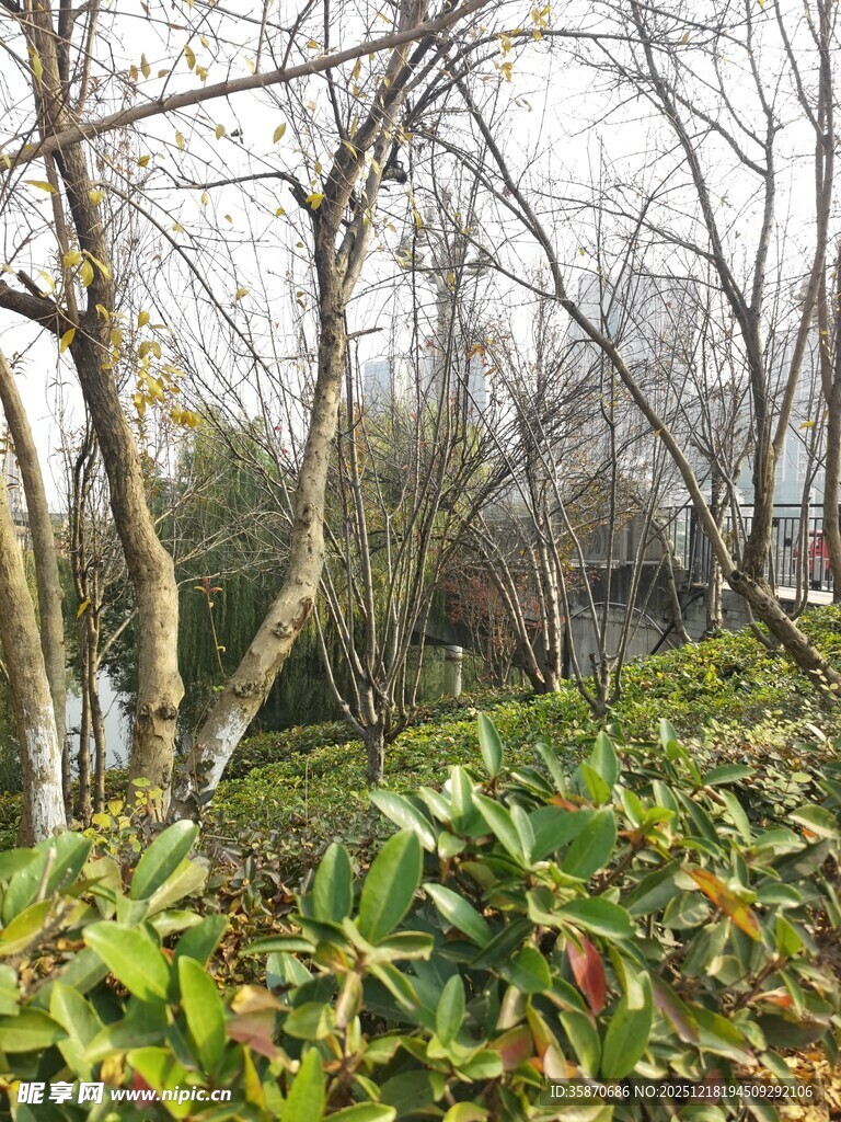 冬日林边绿植与光秃树木