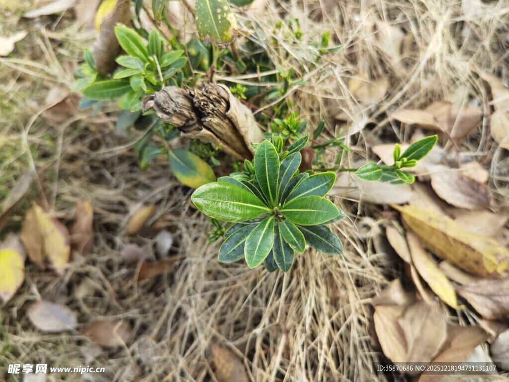 地面生长的绿植与根系