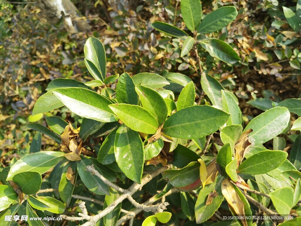 绿叶繁茂的植物景象