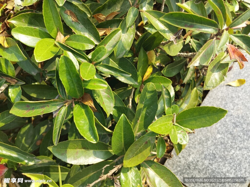 翠绿叶片的蓬勃植物