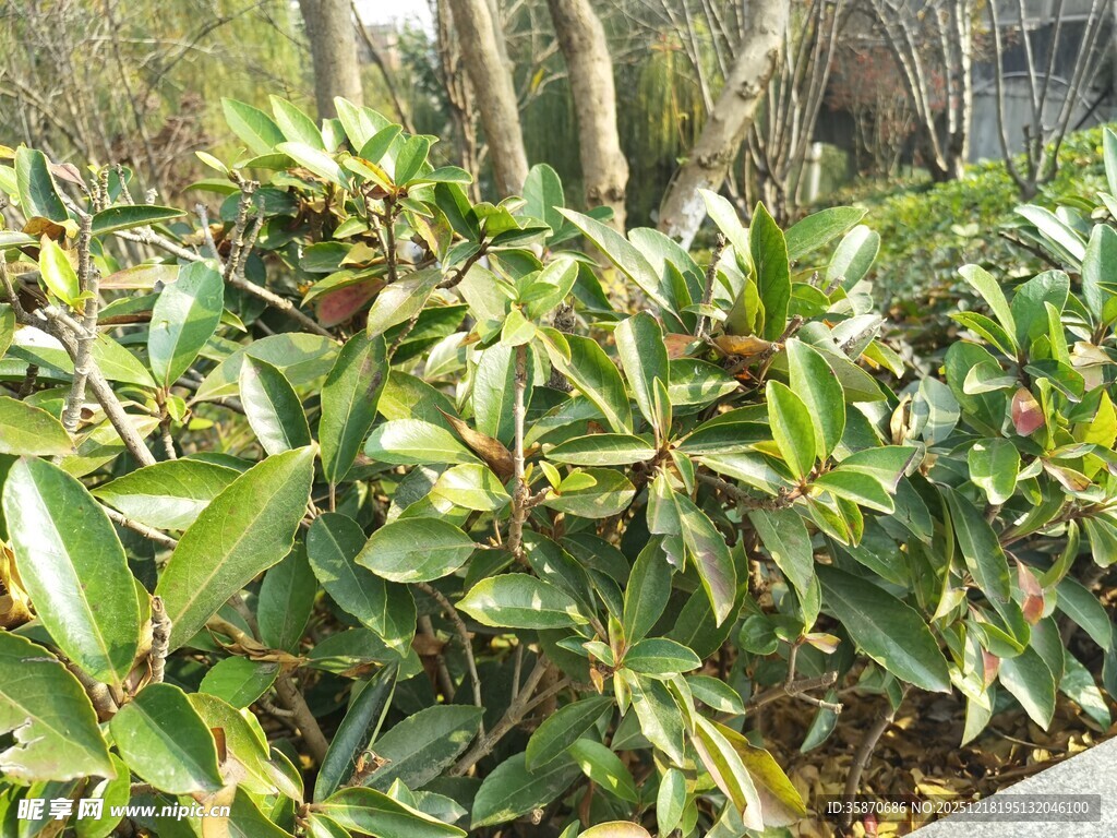 绿叶繁茂的植物景观