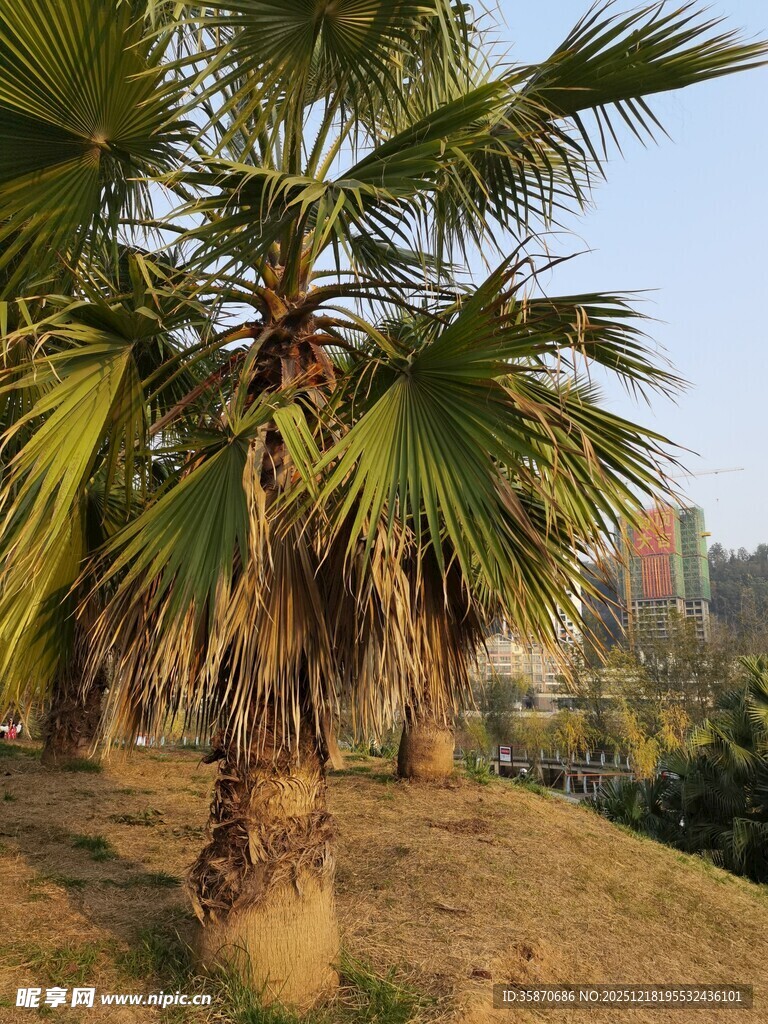 户外棕榈树景观