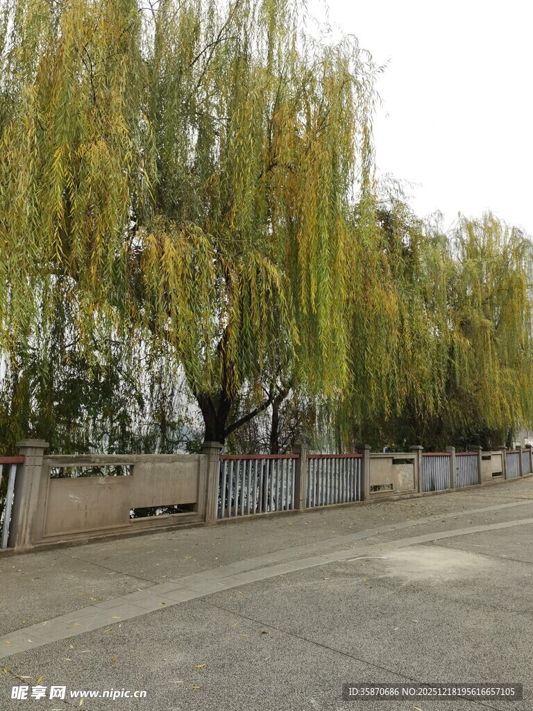 道路旁垂柳依依的景色