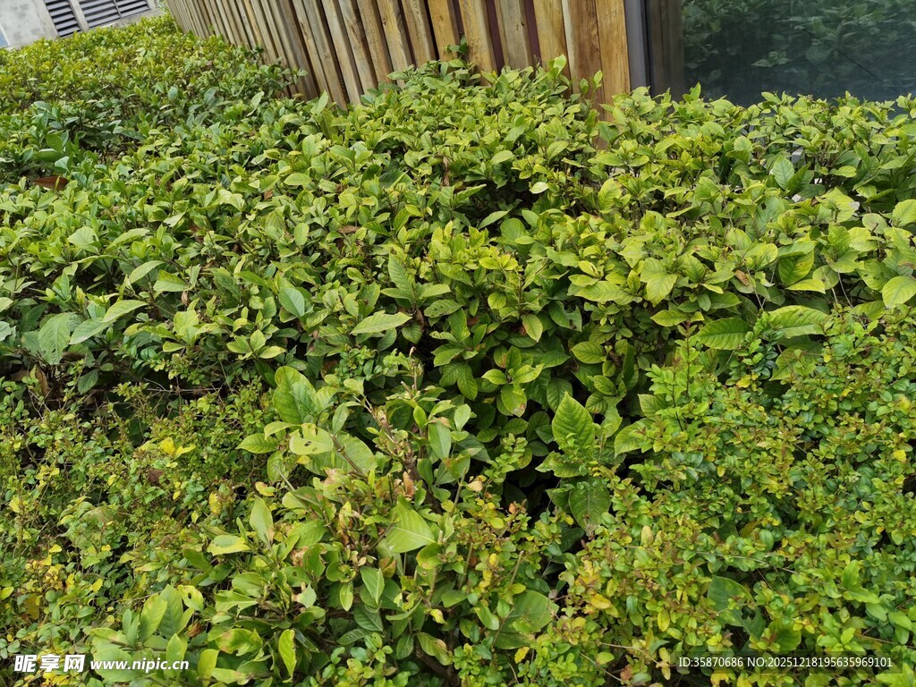 翠绿繁茂的绿植景观