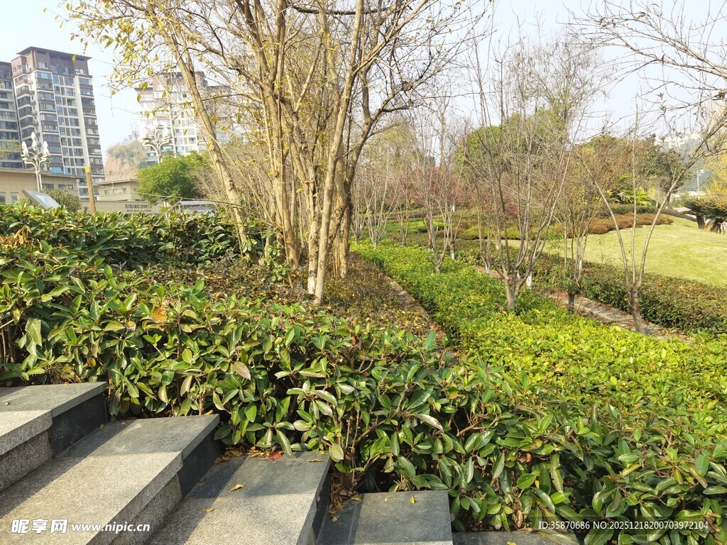 城市中静谧的绿植景观